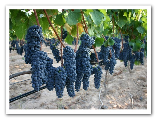 Organic-Grapes-in-Vineyard