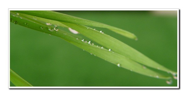 Wheatgrass-close-up