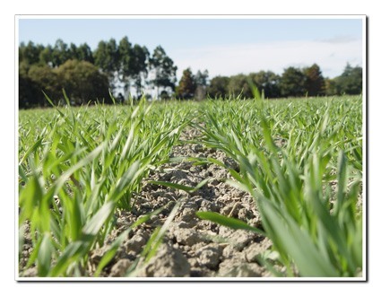 Wheatgrass-growing