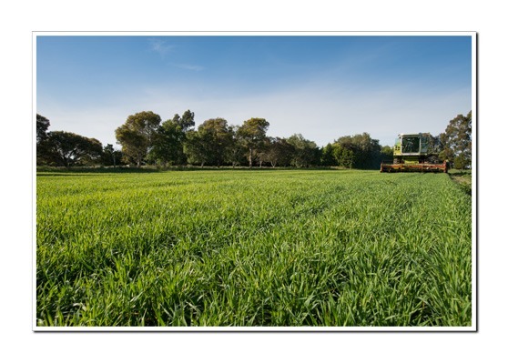 Wheatgrass-harvesting