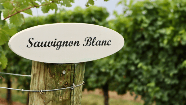 sauvignon blanc sign in a vineyard