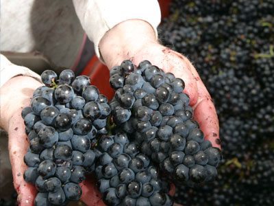 Beaujolais-Grapes