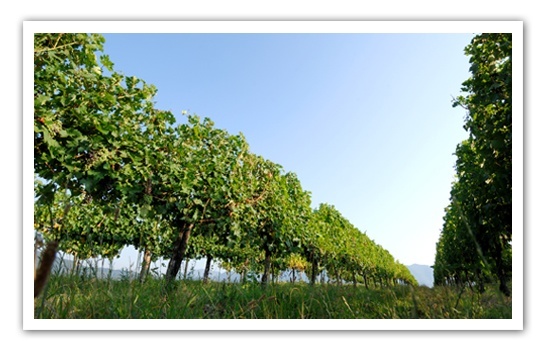 Barone-Pizzini-Vineyards