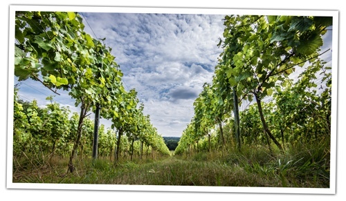 Between-the-vine-at-Albury-Vineyards