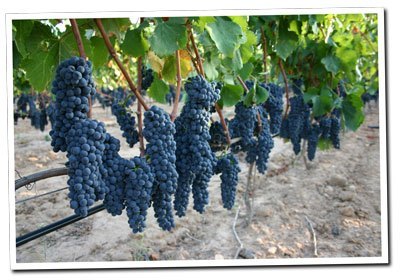 Tempranillo-grapes-in-the-Albet-i-Noya-vineyard