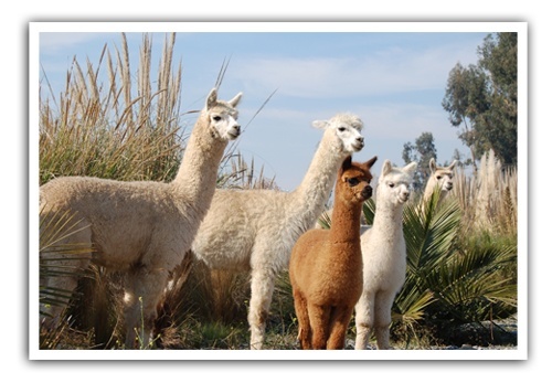 Alpacas-in-Emiliana-vineyard