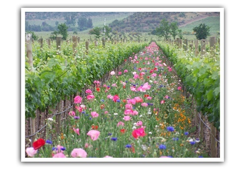 Cover-crops-growing-at-the-Emiliana-vineyards