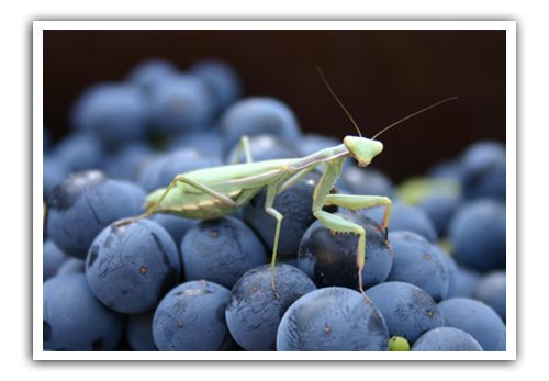 Preying-mantis-on-organic-grapes-in-vineyard