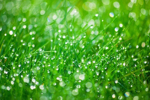 pic-of-glistening-grass