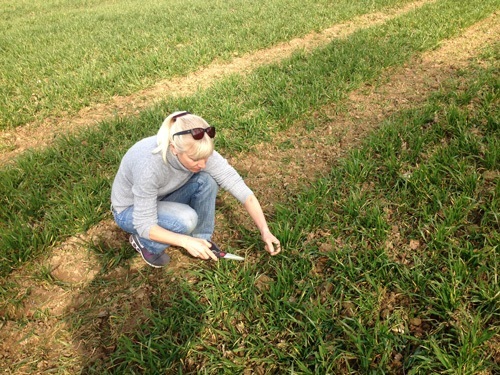 wheatgrass-fields-norfolk