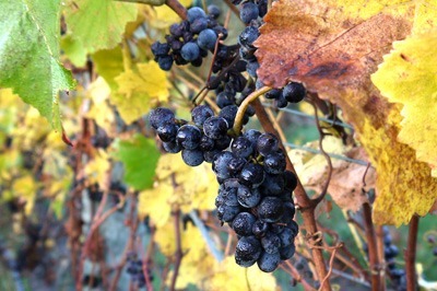 Untouched-grapes