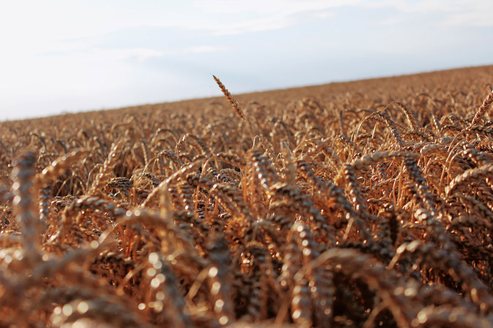 Wheat in a field