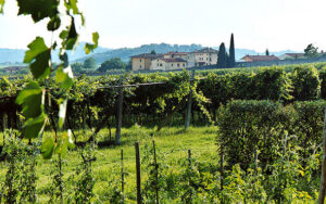 Italian wine regions