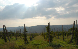 Italian wine regions