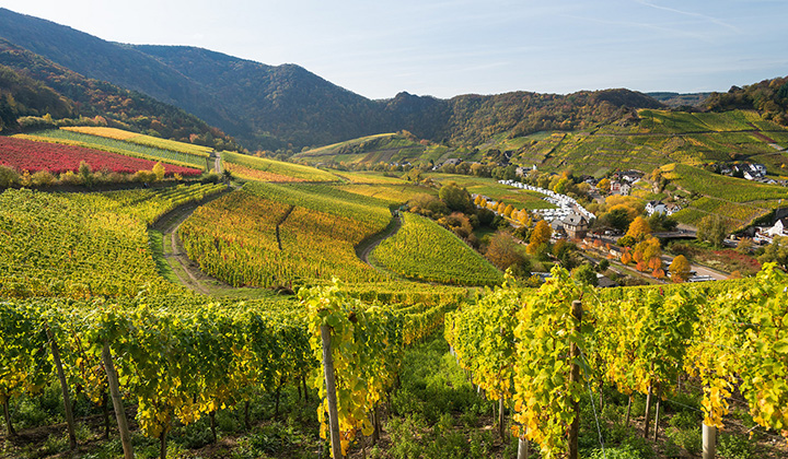 German Riesling wine region Ahr