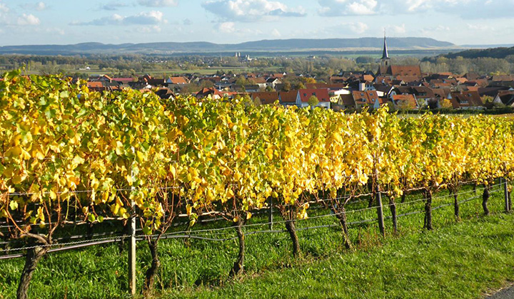 German Riesling wine region Franken