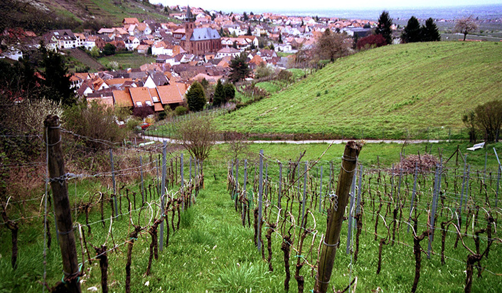 German Riesling wine region Pfalz