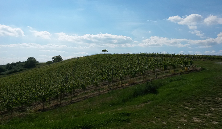 German Riesling wine region Rheinhessen