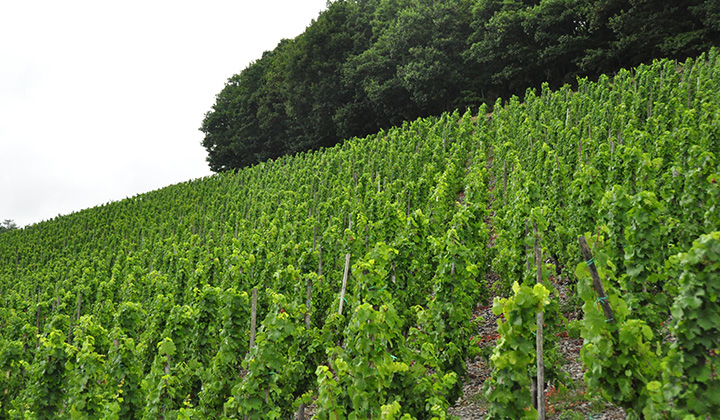 German Riesling wine region Saar and Ruwer