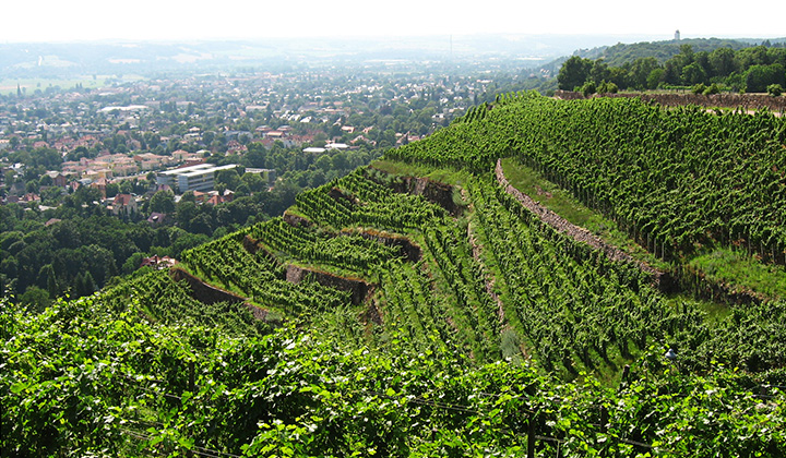 German Riesling wine region Sachsen