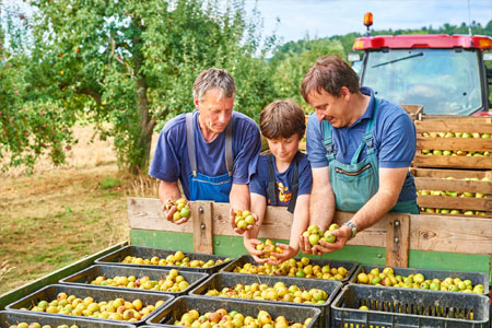 Fruit inspection
