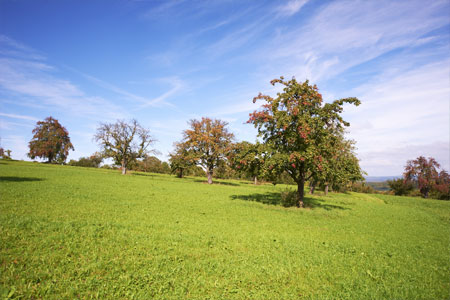 fruit tree orchards