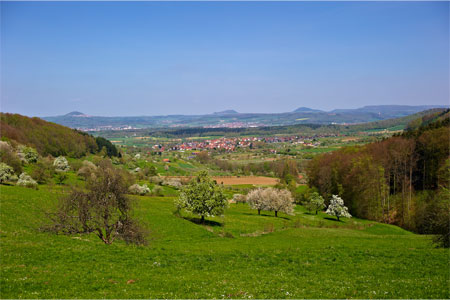 Fruit trees and view