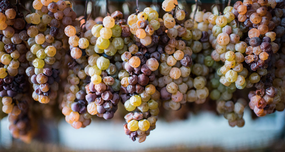 Grapes showing Noble Rot