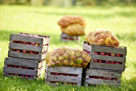 Harvested apples