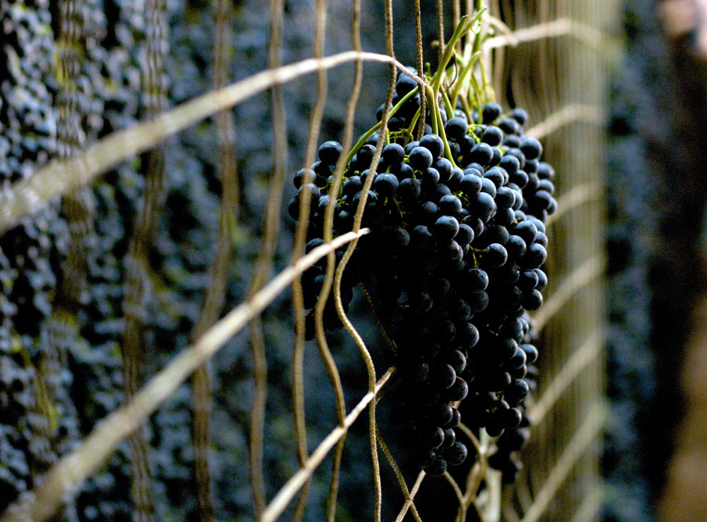 Organic grapes drying to make Appassimento