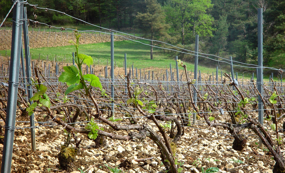 Champagne Vineyard