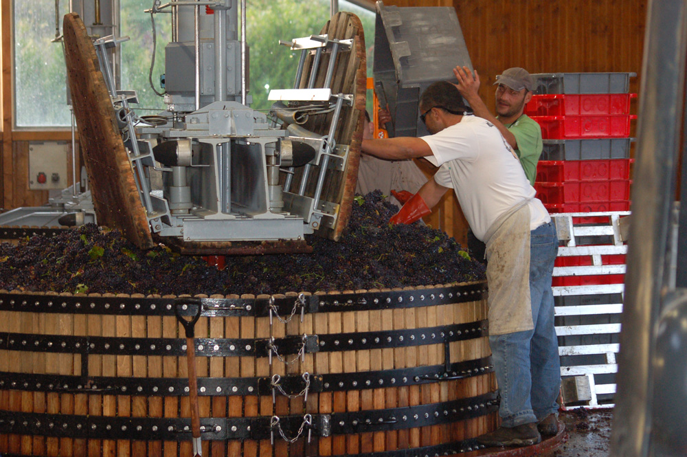 harvest pressing pinot noir grapes for Champagne production