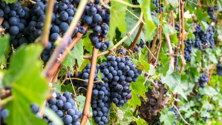 Uvas Cabernet Sauvignon