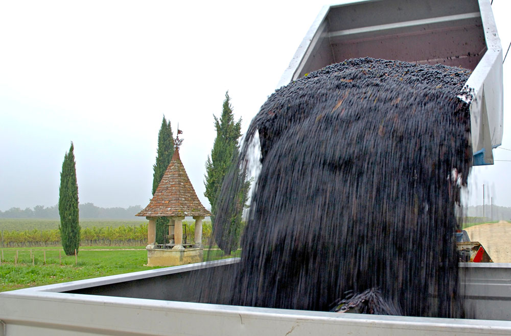 Organic Cabernet Sauvignon grapes being harvested