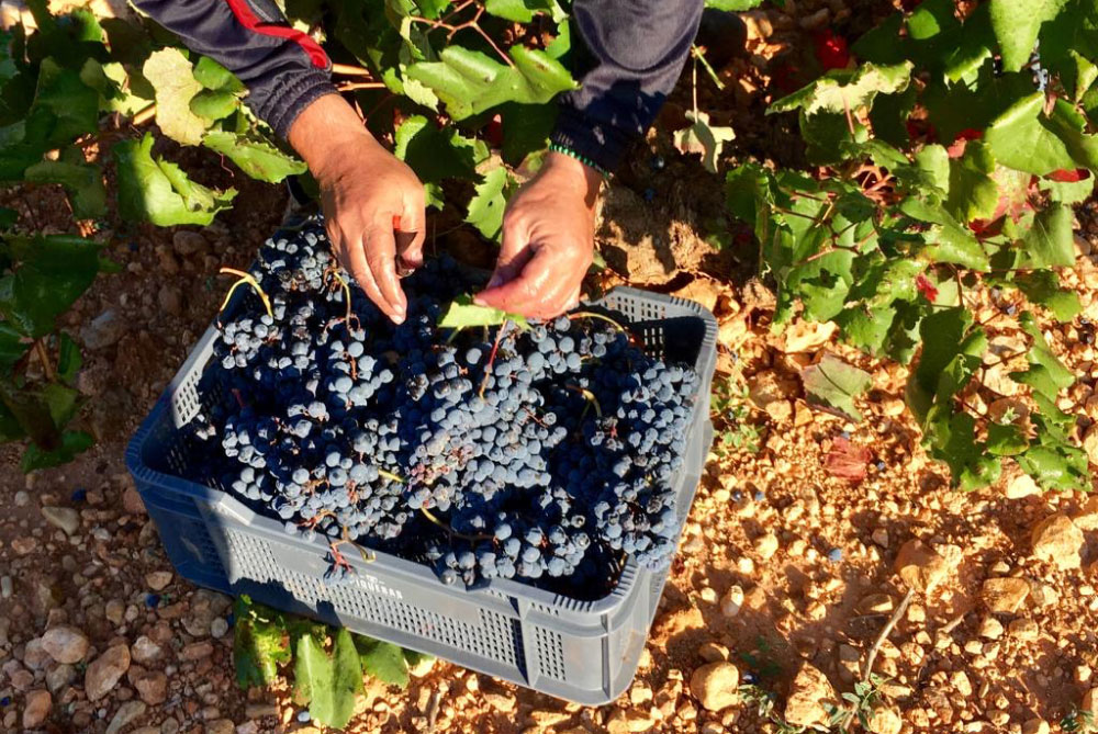 Organic Malbec grapes being picked