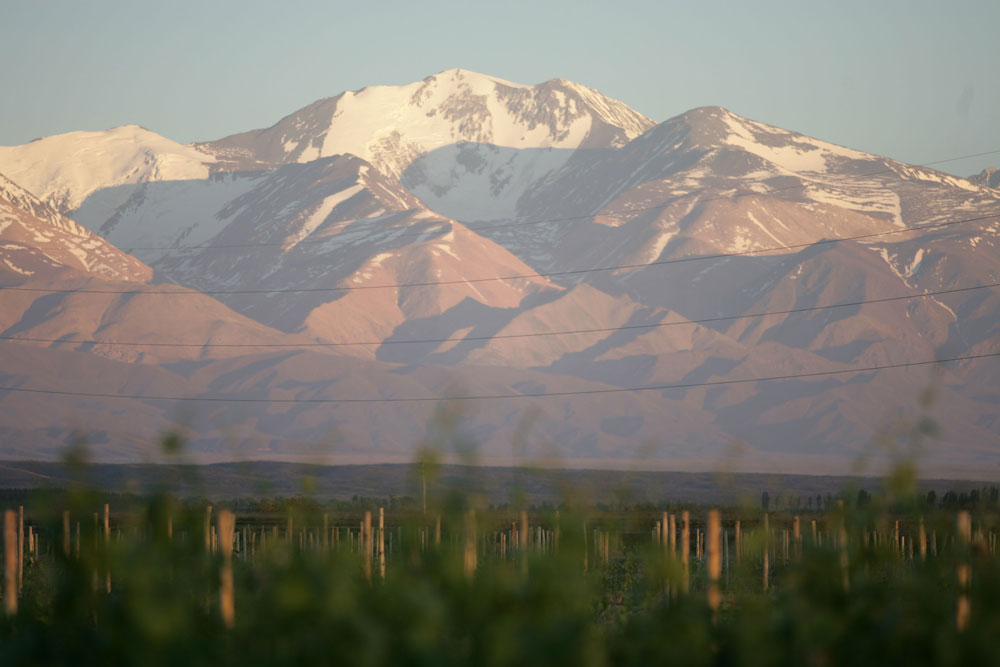 Organic Malbec vineyards in Argentina