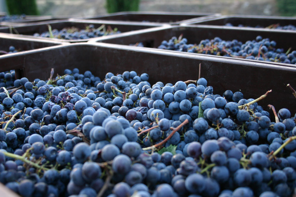 Organic Malbec grapes ready for pressing