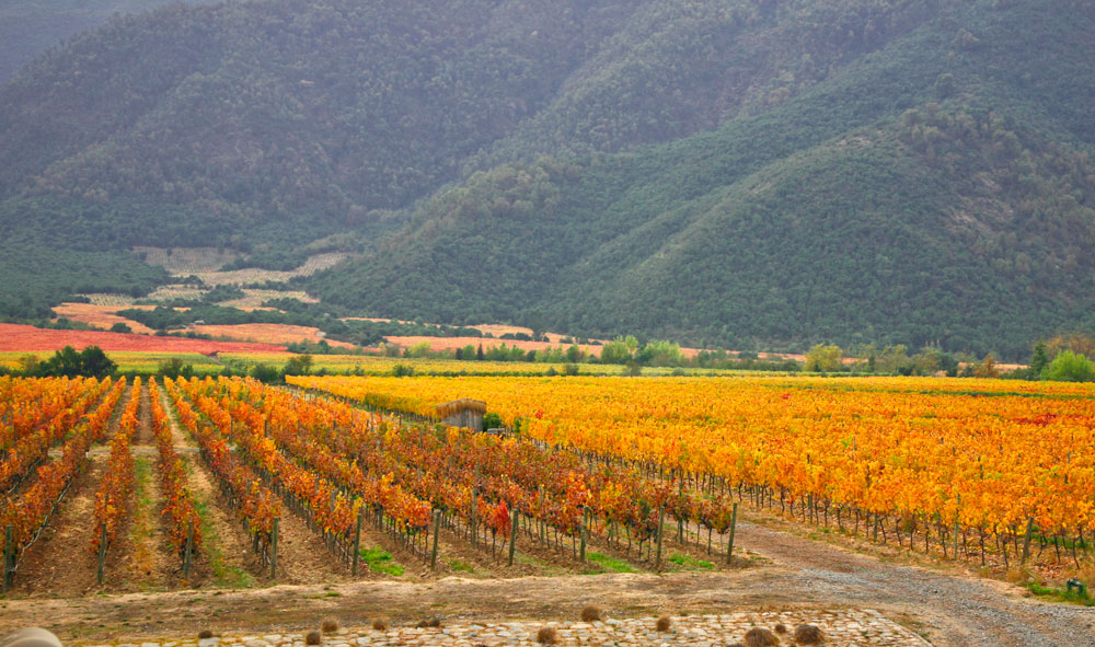 Organic vineyard in Chile