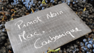 pinot noir wine