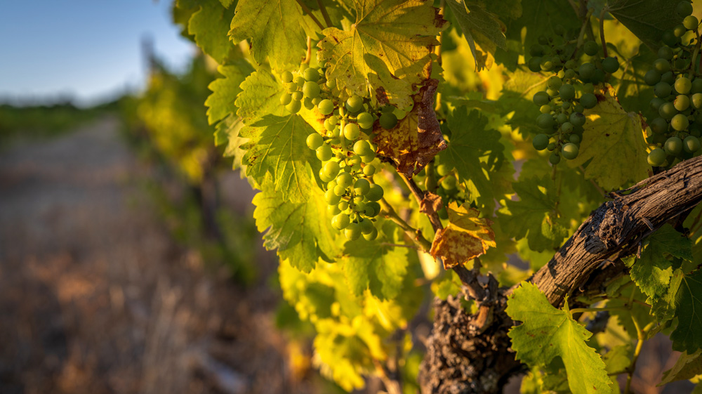 Chardonnay grape on vine