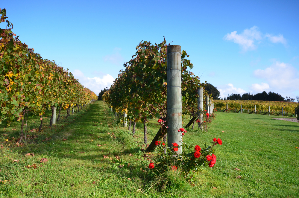 Auckland Wine Estate