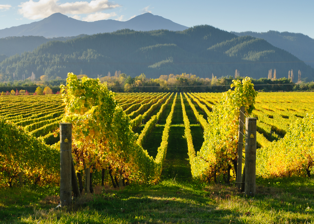 Marlborough Vineyard View