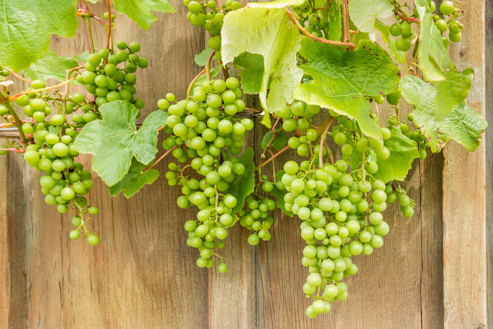 Sauvignon grapes