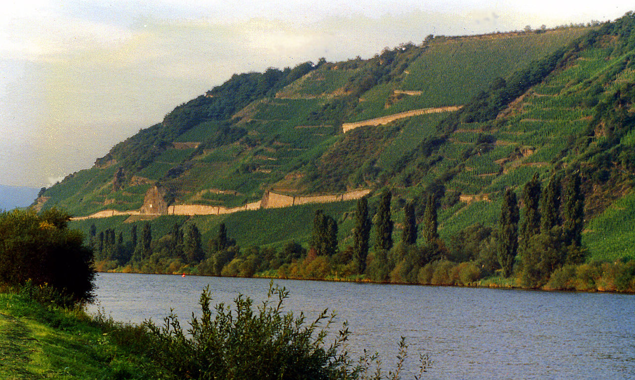 mosel vineyard