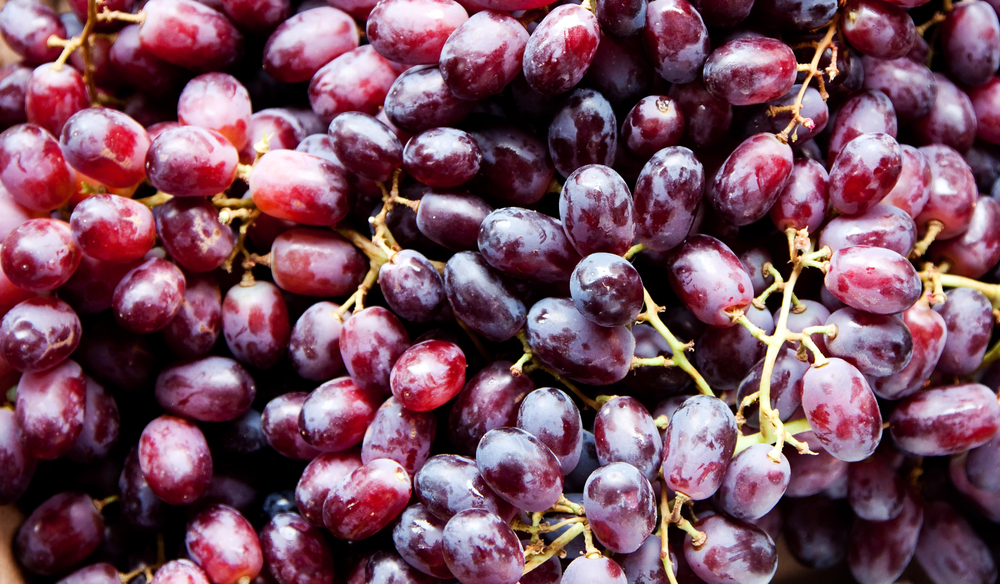 Healthy red Blaufrankisch grapes on stems, great for wine