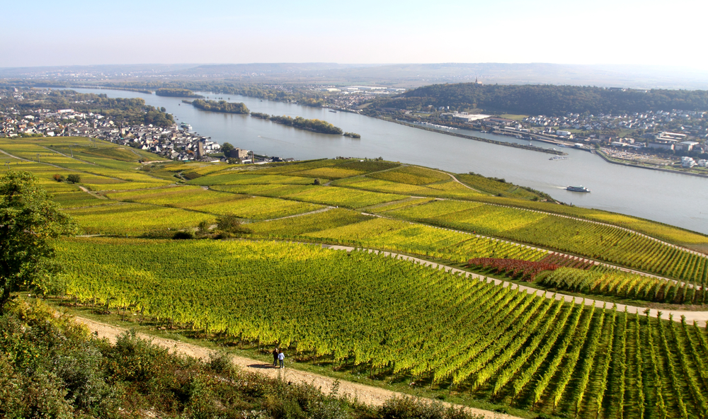 Ruedesheim vineyard and river Rhine, Hesse, Germany