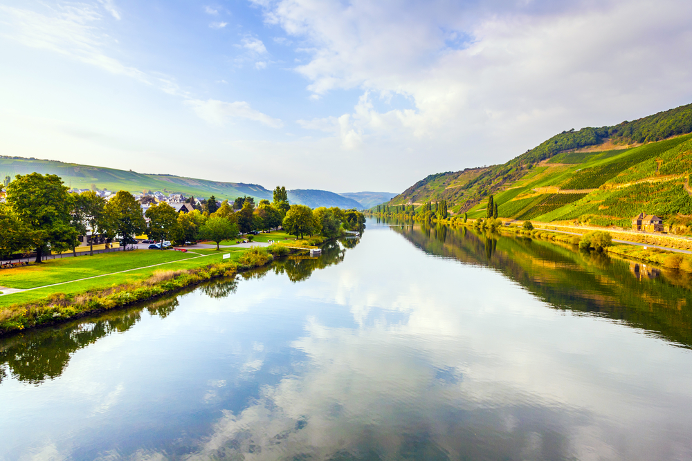 vineyards at the hills of the romantic river Moselle edge in summer with fresh grapes and reflection in the river