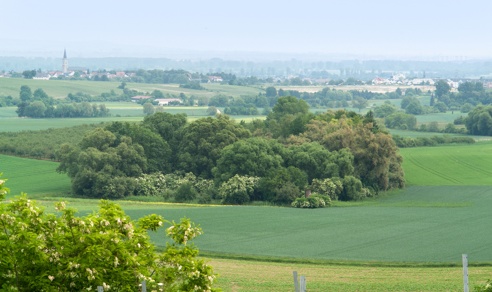 idyllic scenery at the wine region Rheinhessen around Loerzweiler in the Rhineland-Palatinate in Germany