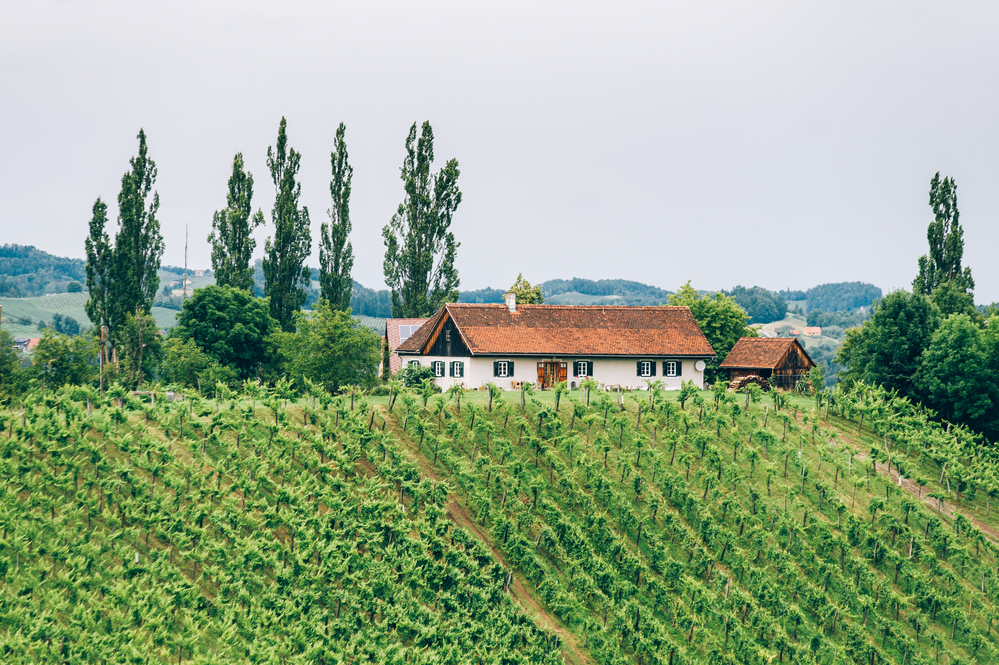 Winery in Southern Styria with a Farm house