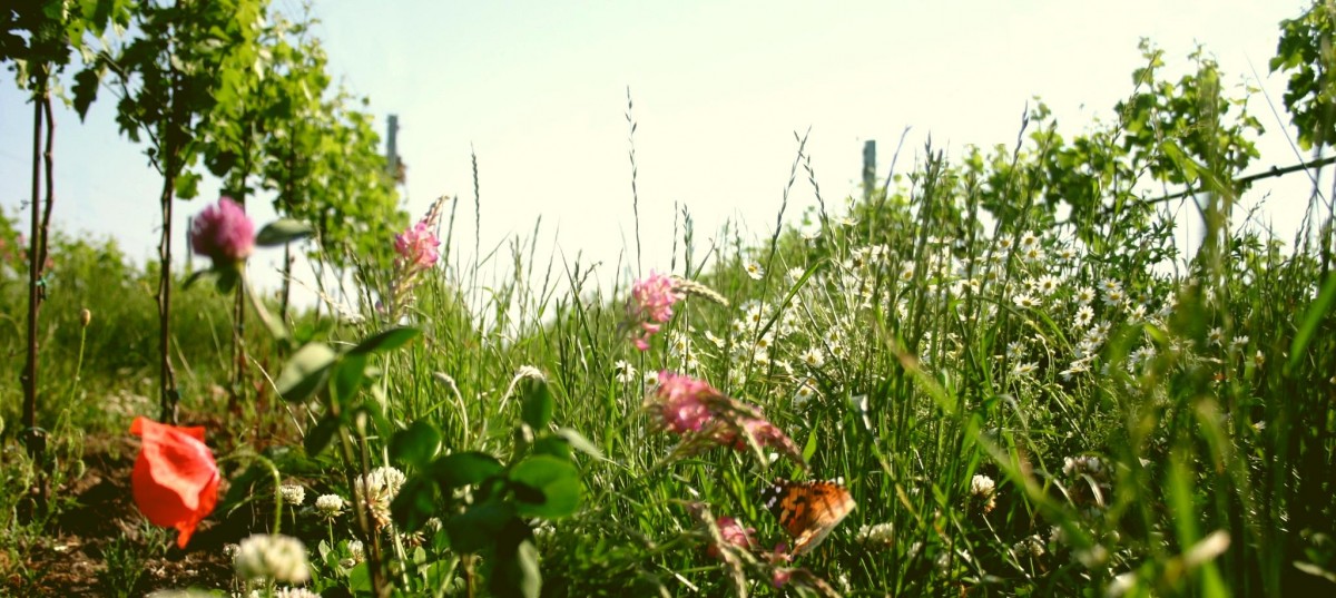 top summer organic wine brands - a Meinklang vineyard